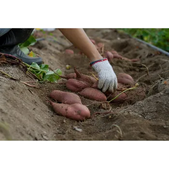 Fresh Sweet Potato 